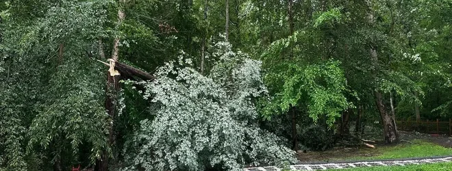 tree-trimming-hero-jds-landscaping-and-junk-trash-removal-cust-664w